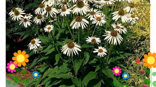 Эхинацея пурпурная Белый лебедь. Краткий обзор, описание характеристик echinacea purpurea White Swa смотреть онлайн