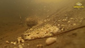 "Салапинская каша" под водой на сильном течении [salapinru]