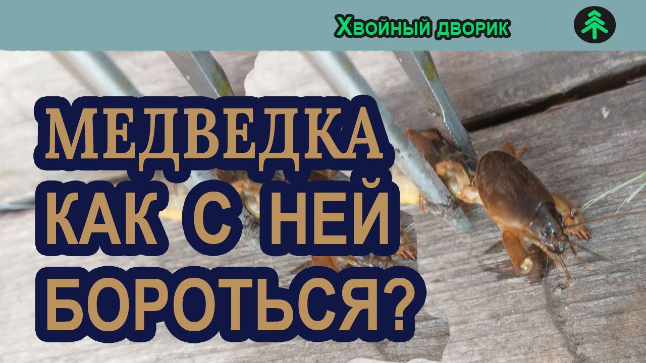 Как избавиться от капустницы (медведки)?питомник "Хвойный дворик" вопрос ответ смотреть онлайн