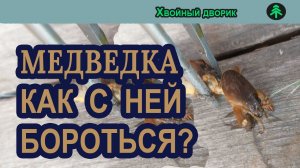 Как избавиться от капустницы (медведки)?питомник «Хвойный дворик» вопрос ответ