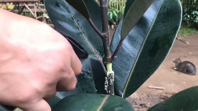 Paano mag marcott propagate ng rubber tree смотреть онлайн