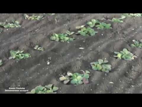 КОГДА УКРЫТЬ КЛУБНИКУ НА ЗИМУ . ЧЕМ УКРЫТЬ КЛУБНИКУ НА ЗИМУ смотреть онлайн