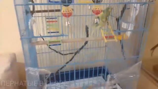 Как приручить попугая к рукам. смотреть онлайн