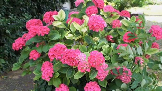 Германия Земля Гессен (Hessen) Рюдесхайм на Рейне