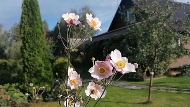 Японская Анемона Памина (Anemone hupehensis Pamina) готова к переезду. 2023 смотреть онлайн