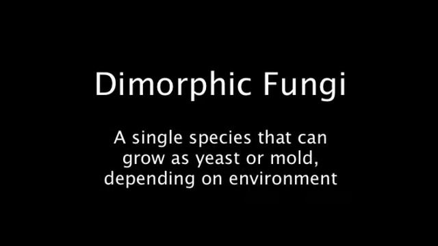 Introduction to fungal infections, draft 2 смотреть онлайн