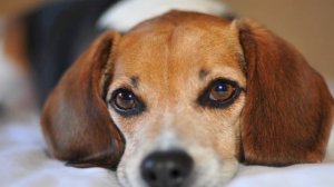 Какие запахи не любят собаки?