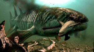 Какими были первые рыбы?