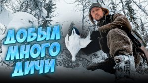 ХОДОВАЯ ОХОТА НА БОРОВУЮ ДИЧЬ. СТРЕЛЯТЬ ДАЖЕ ОБЕЗЬЯНА МОЖЕТ. КРАСИВЫЙ ДУПЛЕТ.