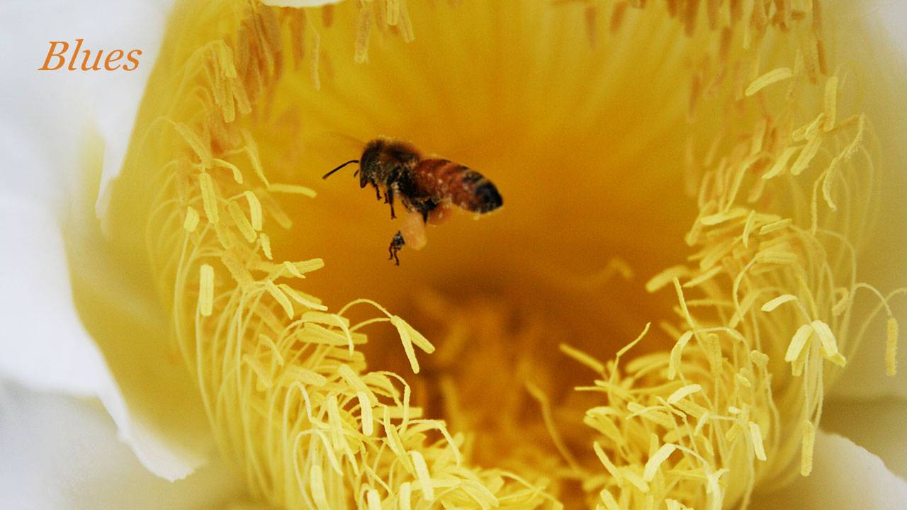 Медовый блюз 026. & Honey Blues. смотреть онлайн