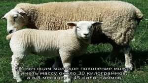 Скороспелая куйбышевская порода овец