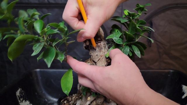 Ginseng Ficus Bonsai - With Deadwood Feature смотреть онлайн