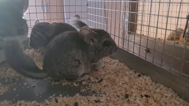 Краткий Обзор моей Меховой Фермы Шиншилл, которую я выкупила!)) Все ссылки в описании) смотреть онлайн