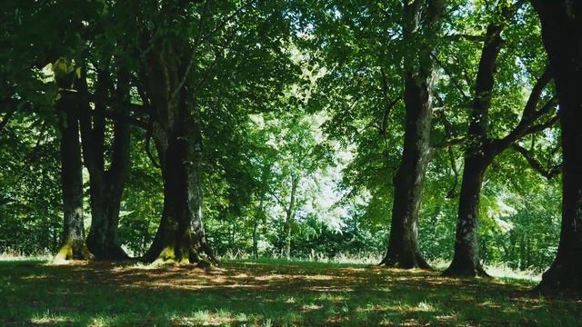 Похождения Персика и Лимончика│11.Гроза смотреть онлайн