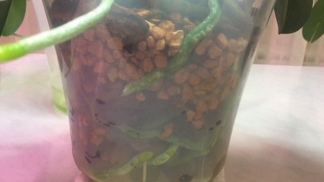 МОИ ДИКИЕ КОТЫ (Европейские ОРХИДЕИ)!!! смотреть онлайн