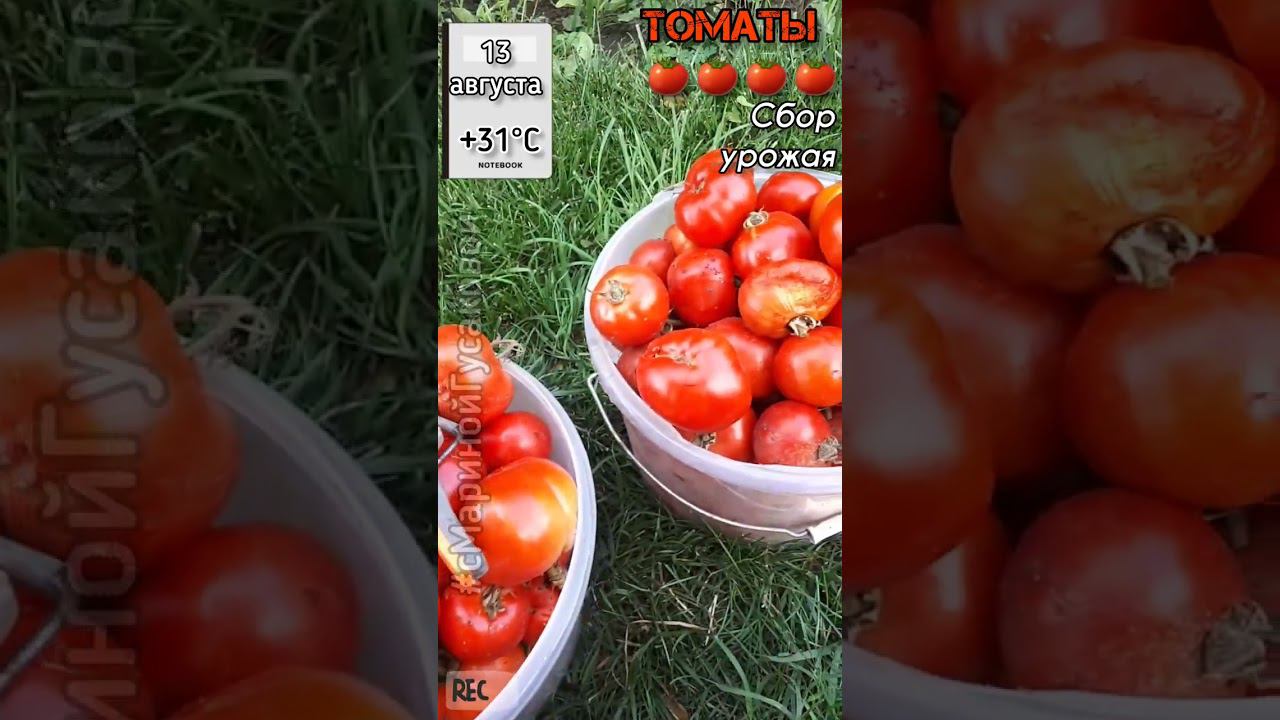 БЕЗРАССАДНЫЕ ТОМАТЫ спеют, не успеваю перерабатывать. Собираю урожай ТОМАТОВ ОГ 15 августа смотреть онлайн