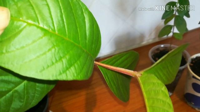 Гуава грушевидная смотреть онлайн