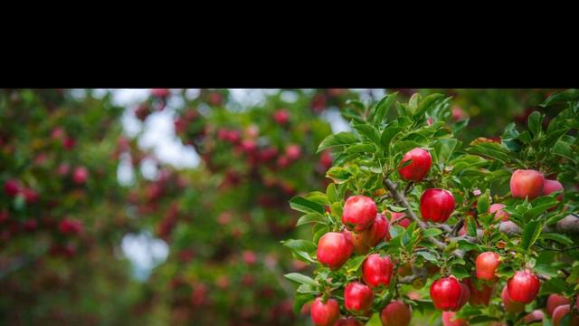 The Apple Tree - Nina Nesbitt(Lyrical video) смотреть онлайн