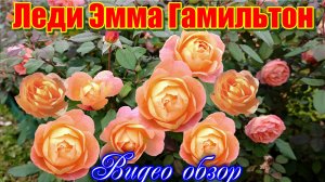 Роза Леди Эмма Гамильтон_  Большая клумба.