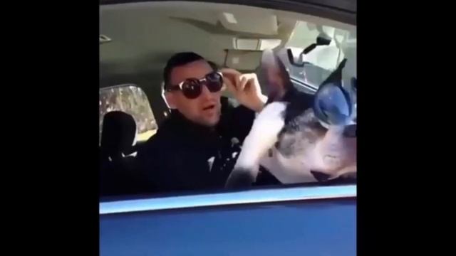 ? забавных? собак и? кошек потрясающие видео из? жизни про домашних животных смотреть онлайн