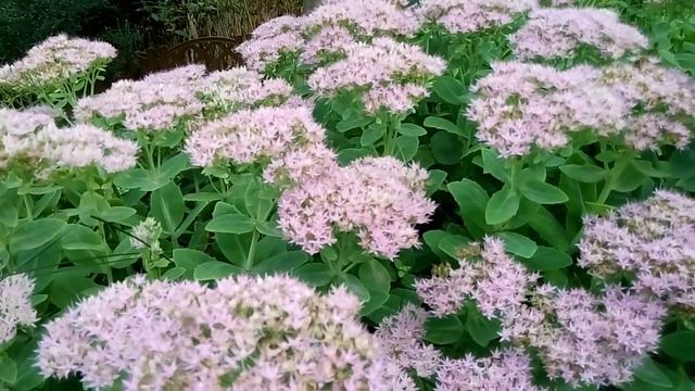 Очиток(седум,молодило,заячья капуста)—чудесное украшенье сада осенью!!! смотреть онлайн