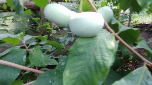 Азимина в Беларуси, ждем созревания плодов.