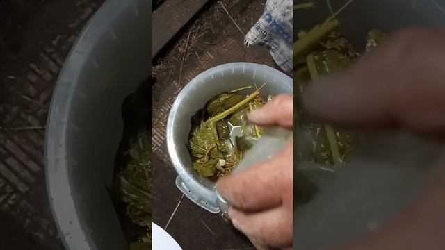 долго искала и нашла. Бочковые огурцы. ведро с гнётом для засолки нашла на озоне смотреть онлайн