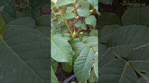 Грецкий орех Левина