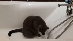 Британский кот любит воду.