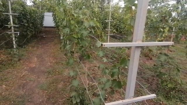 Виноградная шпалера. Удобная, компактная, бюджетная. смотреть онлайн