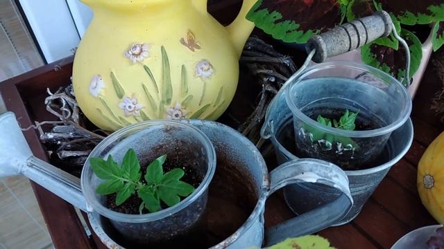 Яркие УГОЛКИ моего ДВОРИКА и ТЕРРАСЫ ??ЖИТЬ КРАСИВО под силу КАЖДОМУ #garden #сад #декор смотреть онлайн