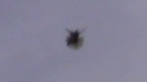 Николаевские торцовые голуби Беликова В.В.