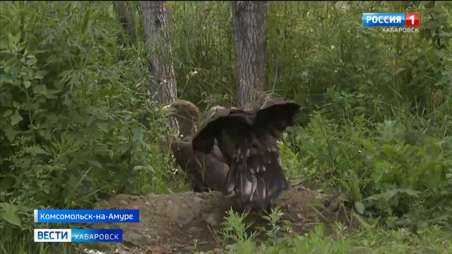 В комсомольском зооцентре Питон начался большой переезд смотреть онлайн