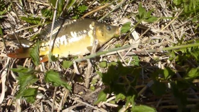 Рыбалка 07.05.22 на платнике с.Порубежное в Белгородской обл. Карпарасики. Погодка просто сказка! смотреть онлайн