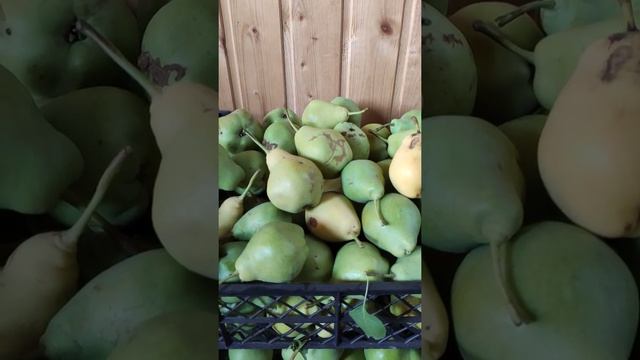 #Shorts ГРУША, ГРУШИ СОЗРЕЛИ, БОЛЬШОЙ УРОЖАЙ СЛАДКОЙ, СОЧНОЙ ГРУШИ в УДМУРТИИ/ЖИВУ на СЕЛЕ