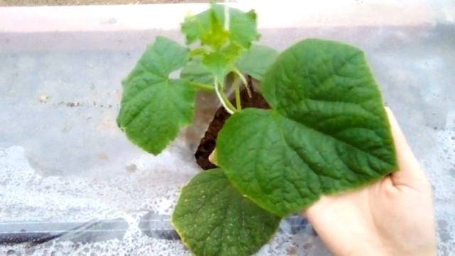 Моя ОШИБКА при ВЫРАЩИВАНИЕ ОГУРЦОВ В ТЕПЛИЦЕ ЗИМОЙ (08.12.2020г) смотреть онлайн