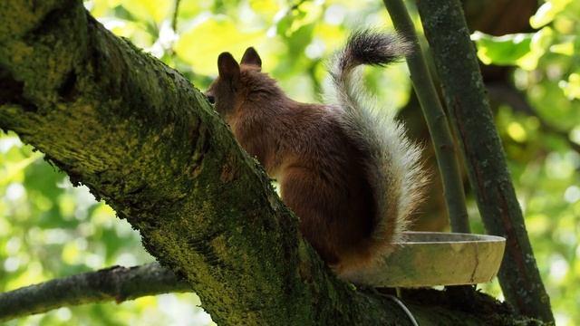 Белки & гнездо дроздов. Кратово смотреть онлайн
