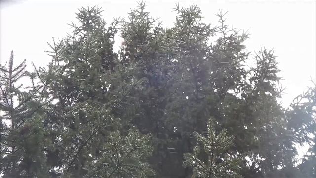 Песня "тихо падает снег..." Автор SElena смотреть онлайн