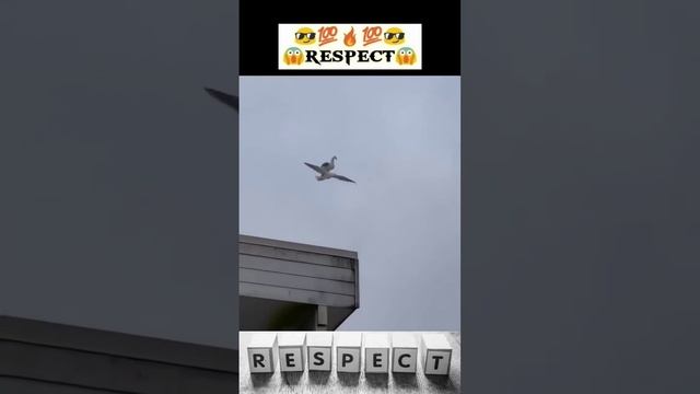 The Bird Carry a Other Bird ?️????️ #shorts смотреть онлайн