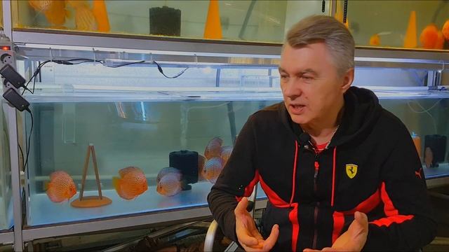 АКВАРИУМНЫЕ РЫБКИ ДИСКУСЫ. ЖИРНАЯ ТОЧКА! САМПЫ,МИКРОСКОПЫ,КАРАНТИНЫ! смотреть онлайн
