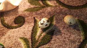 Цыплята Из Магазинных Яиц. Реально или Нет ? ШОК от РЕЗУЛЬТАТА ... 4 часть