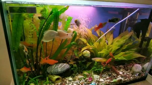 Самодельный светильник- времянка ( свет в аквариуме) . когда крышка для аквариума надоела. смотреть онлайн