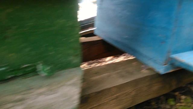 Пчелы бакфаст лидируют. смотреть онлайн