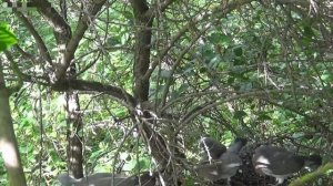 ВЯХИРЬ ИЛИ ВИТЮТЕНЬ? ЧТО ЗА ПТИЦА? ОХОТА НА ВЯХИРЯ.