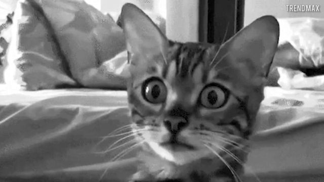 THE MOST EXPENSIVE CAT BREEDS In The World смотреть онлайн