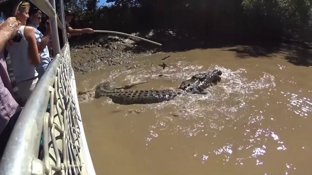 Самые Опасные Животные в Мире смотреть онлайн