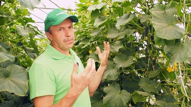 Идеальный огурец для дачников смотреть онлайн