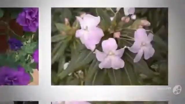 Цветы Бальзамин (Impatiens flower) смотреть онлайн