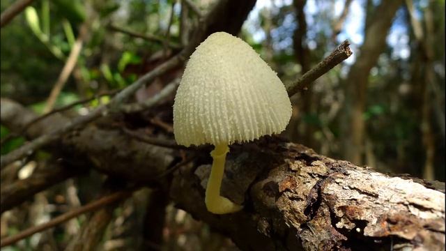 Leucocoprinus Birnbaumii
