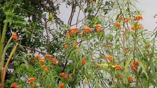 Парк бабочек | Kelebek park| Butterflies' park| Antalya Turkey 2017 смотреть онлайн